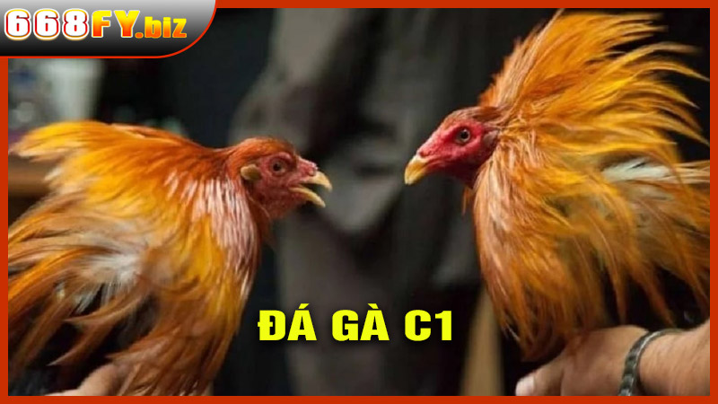 Đá Gà C1