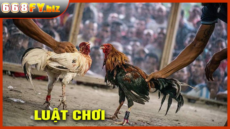 Luật Chơi Đá Gà C1